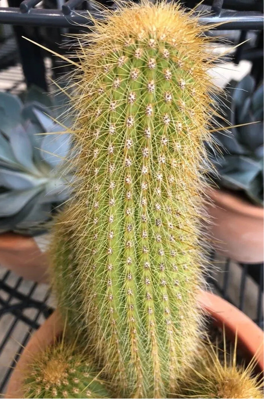 Pilosocereus chrysostele 3g
