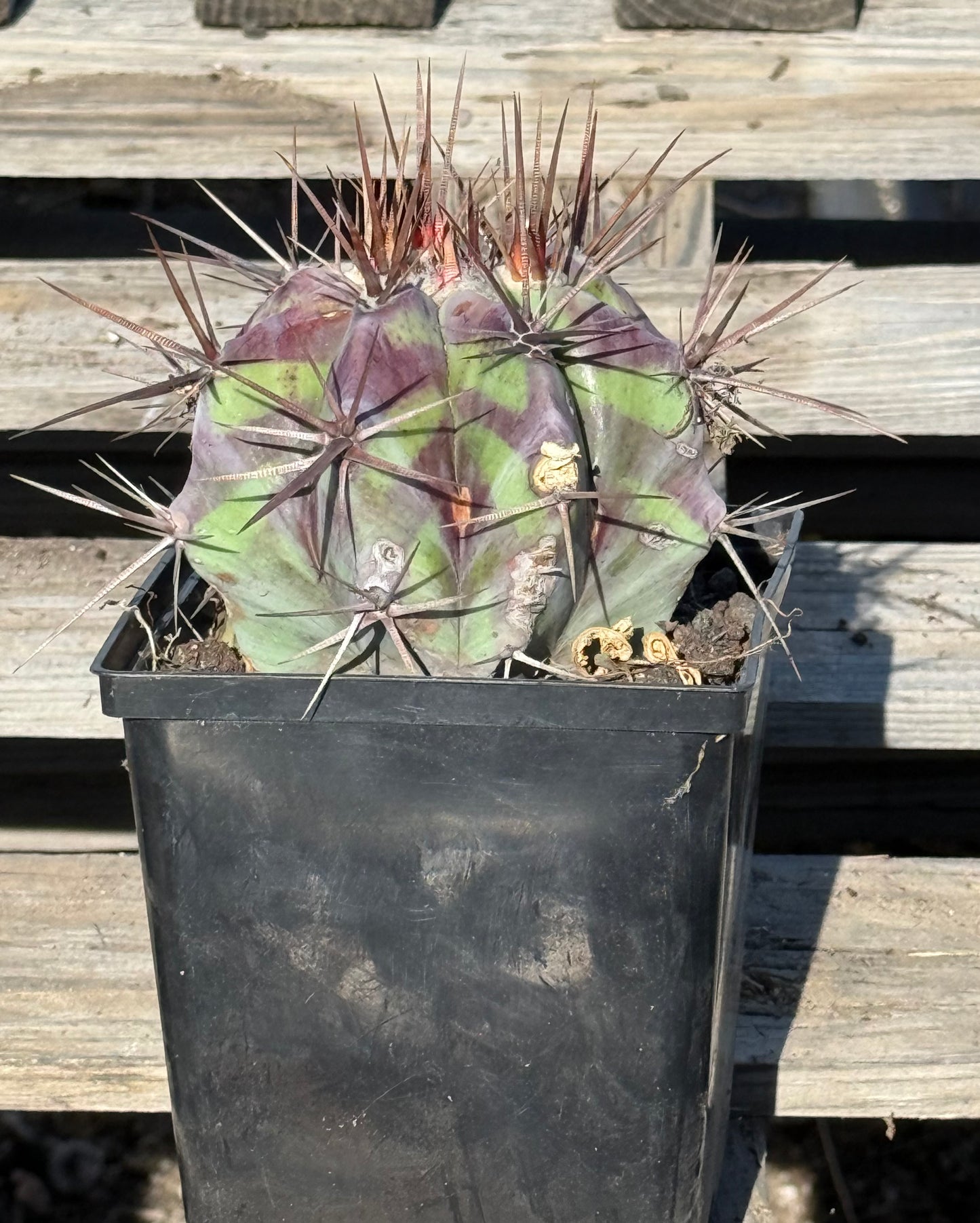 Echinocactus ingens var. grandis S40 | Echinocactus platyacanthus var. grandis