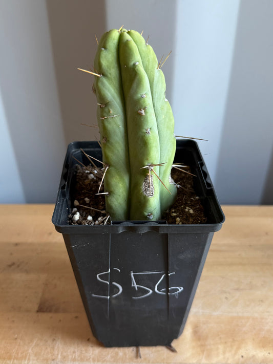 4-inch Landscape Monstrose Cactus S56