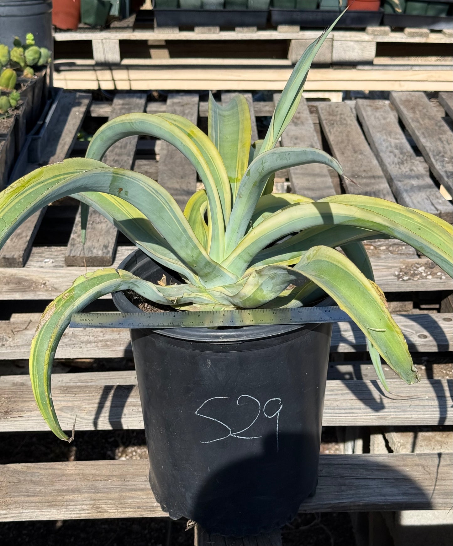 5-gal Octopus Variegated Agave S29 | Agave vilmoriniana
