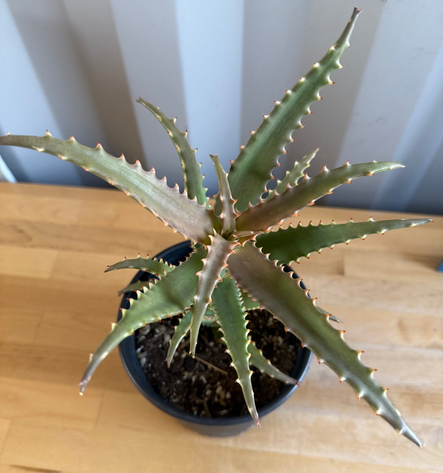 1gal Crocodile Aloe SH11