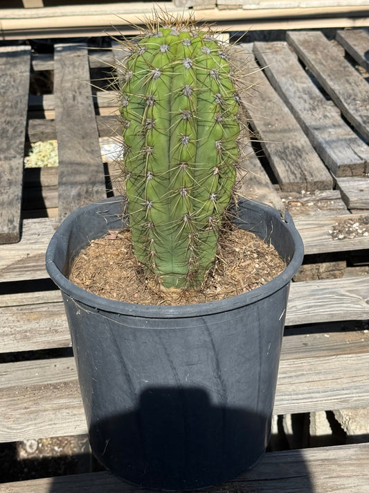 Echinopsis terscheckii S26