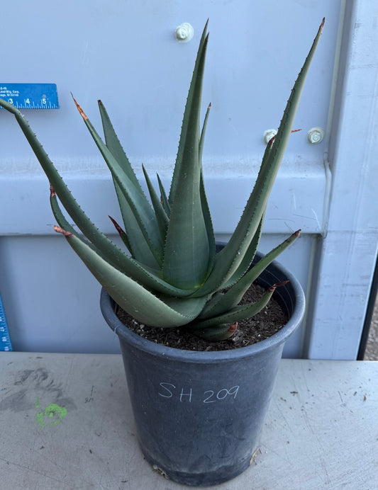 5gal Aloe Wickensii SH209