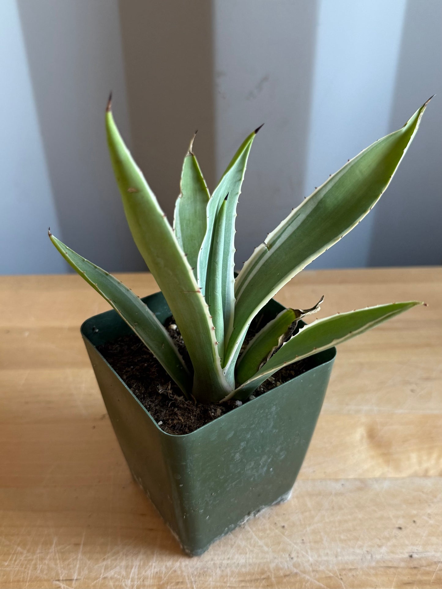 4-inch Agave angustifolia 'Marginata'