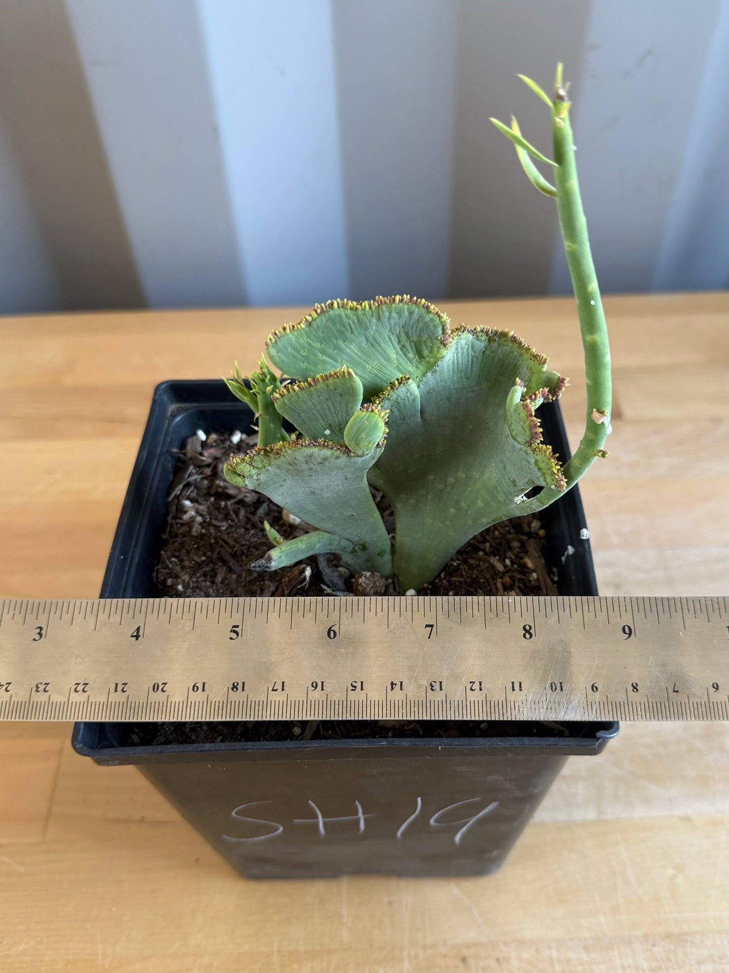 Crested Euphorbia mauritanica SH19