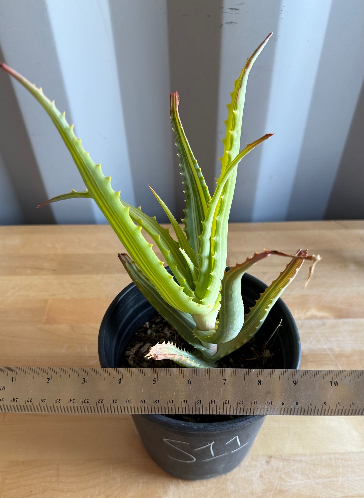 Aloe arborescens 'variegata' S11 | Variegated Aloe arborescens