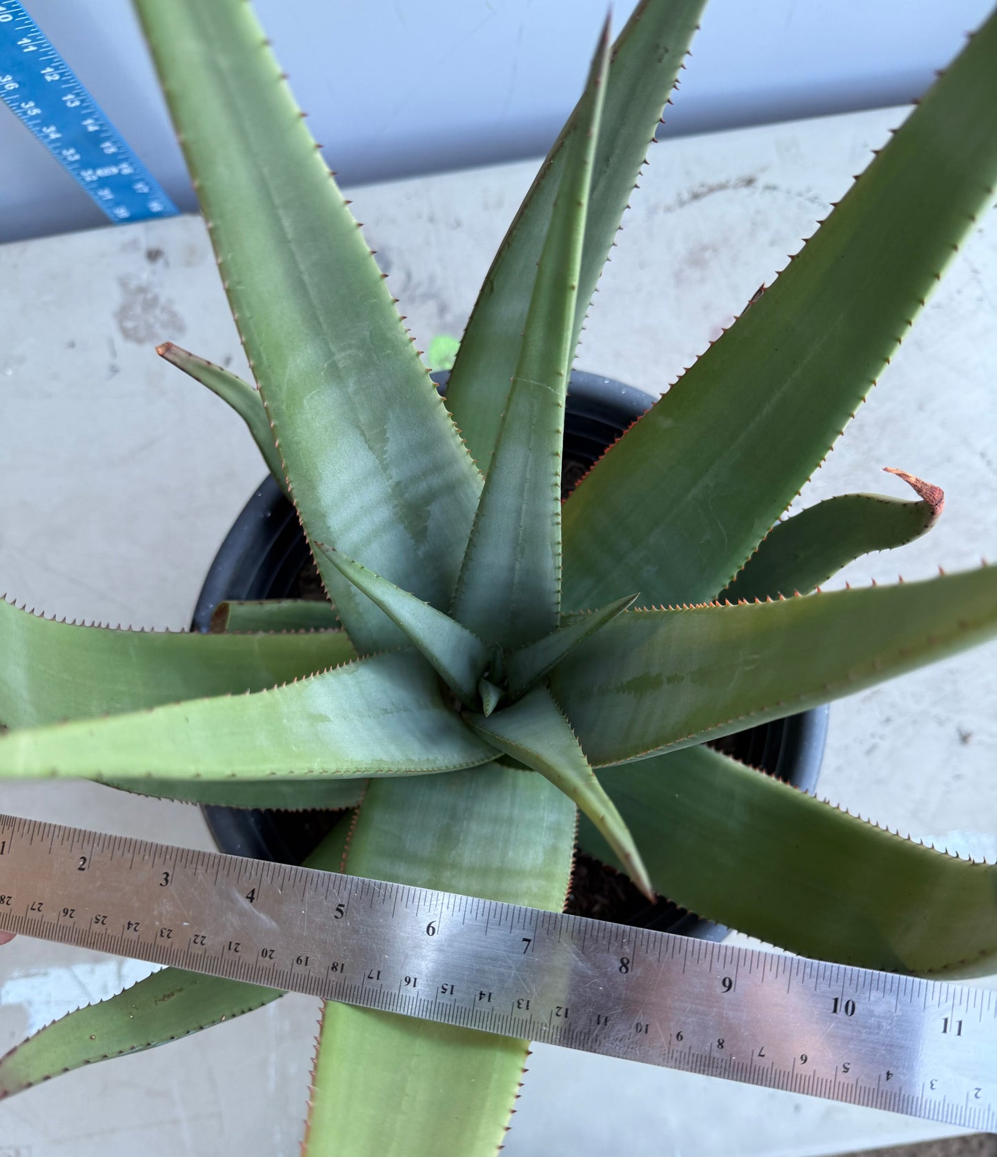 5gal Aloe Wickensii SH208
