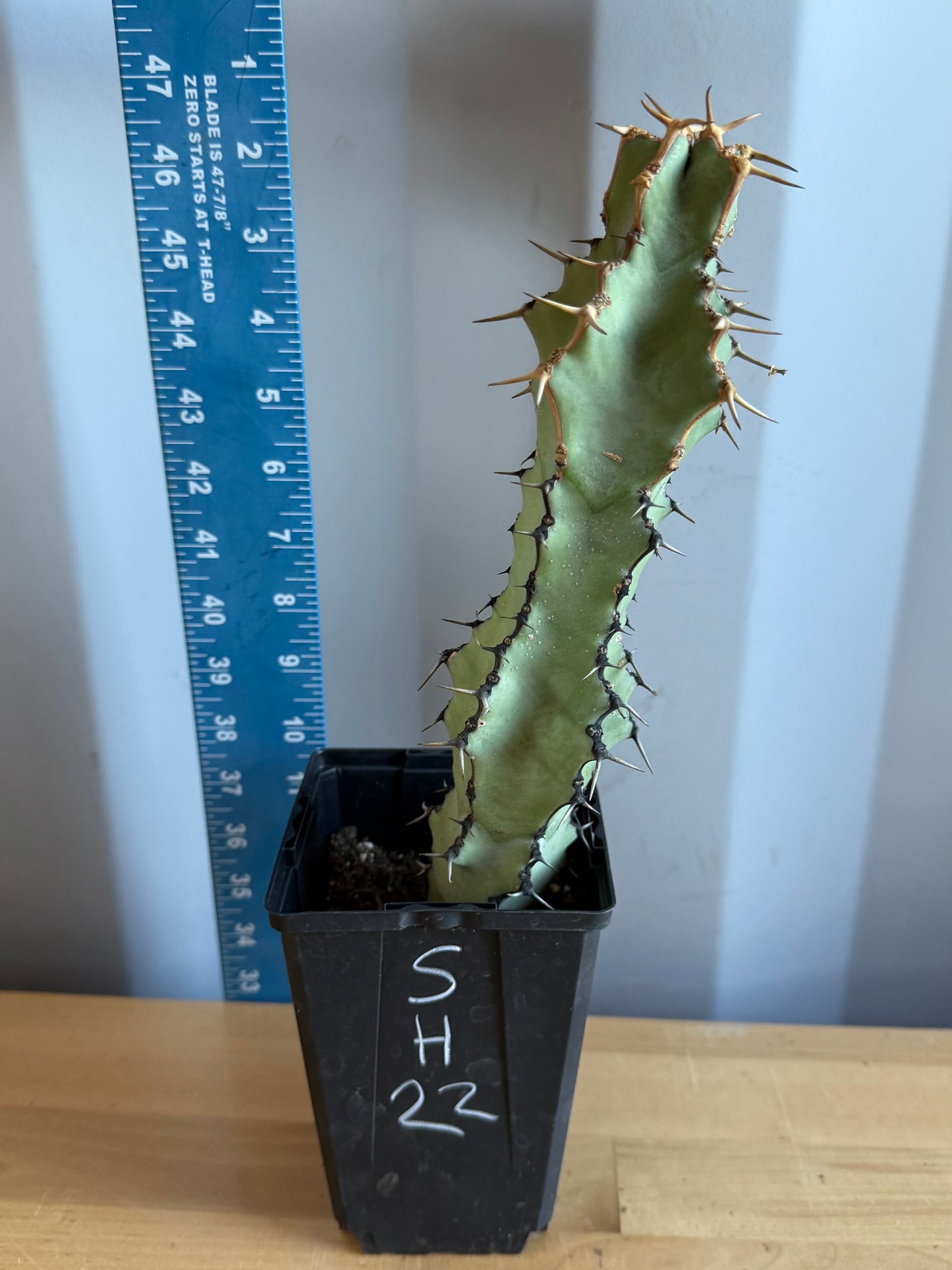 Euphorbia coerulescens SH22