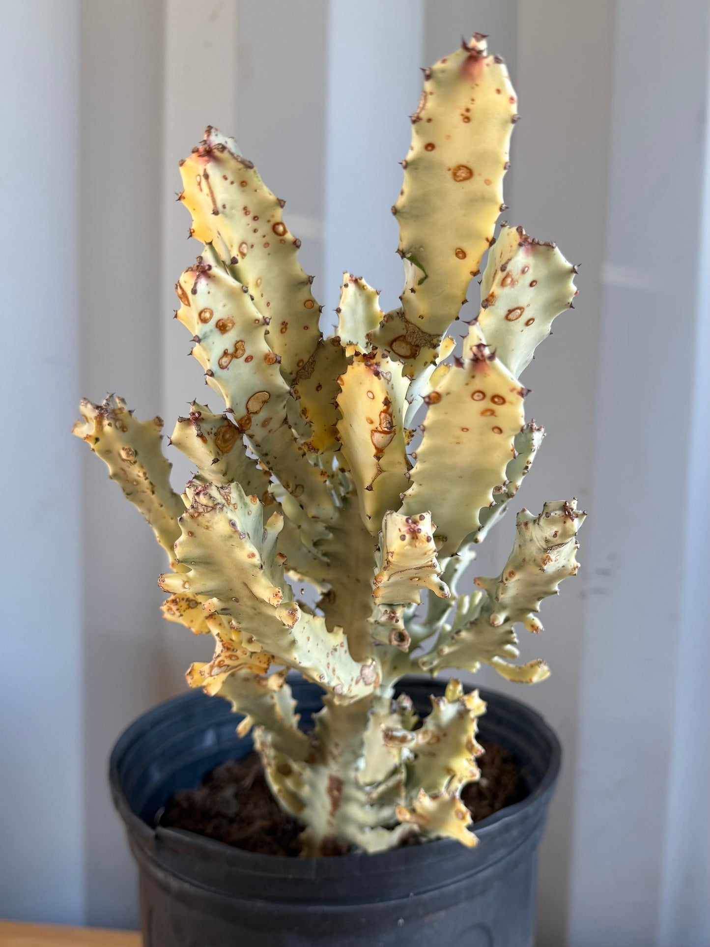 5gal ‘Dragon Bones’ | Euphorbia lactea variegata ‘White Ghost’ SH35