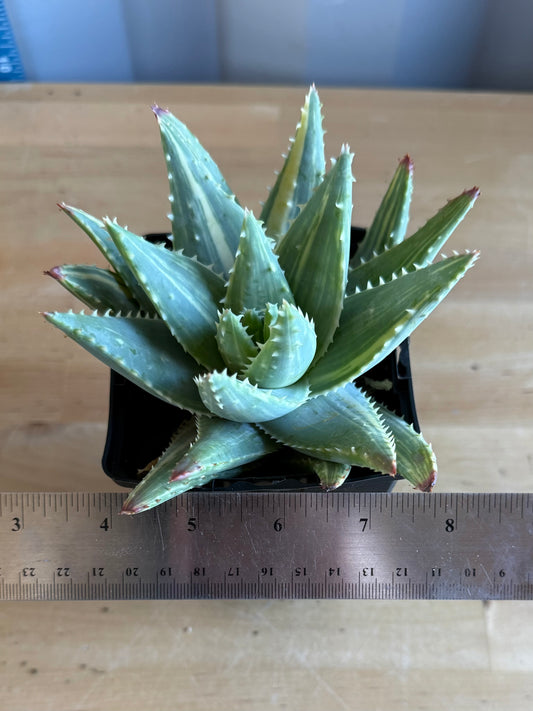 4-inch Variegated Aloe brevifolia SH57