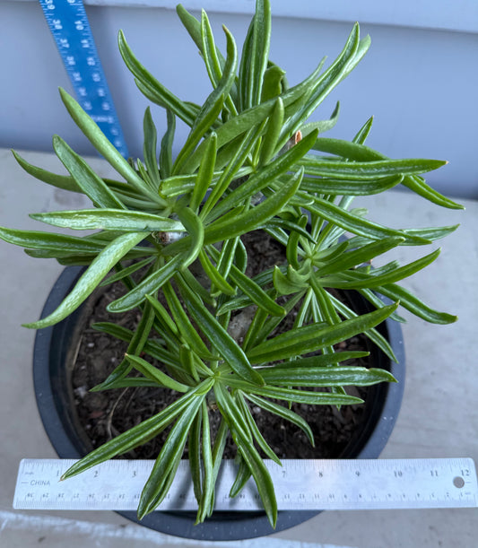 5gal Tylecodon dinteri SH191