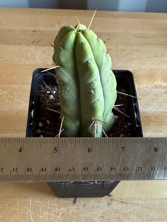 4-inch Landscape Monstrose Cactus S56