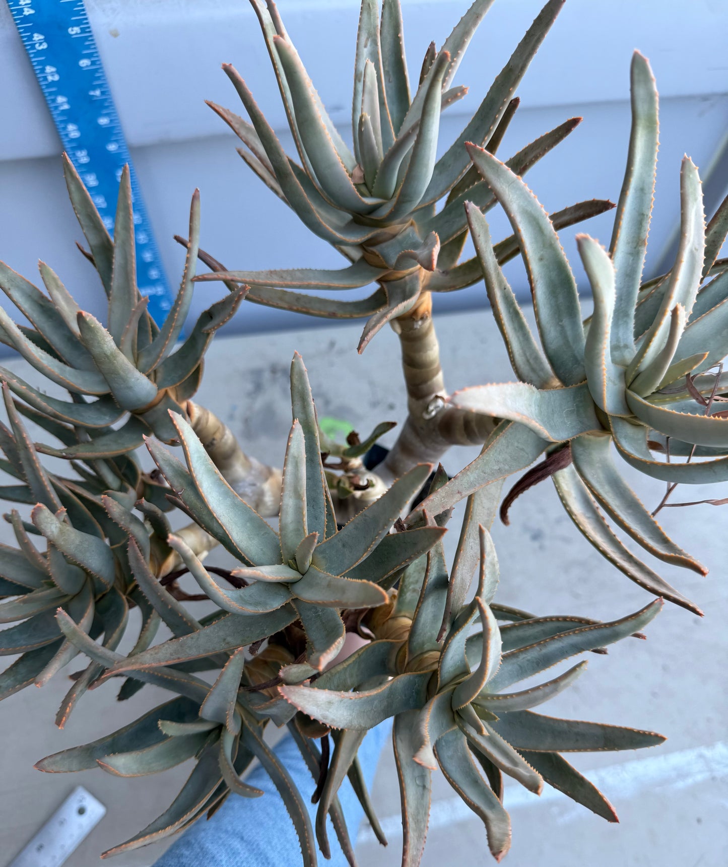 Large Aloe ramosissima cluster SH196