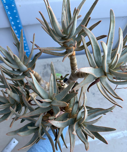 Large Aloe ramosissima cluster SH196