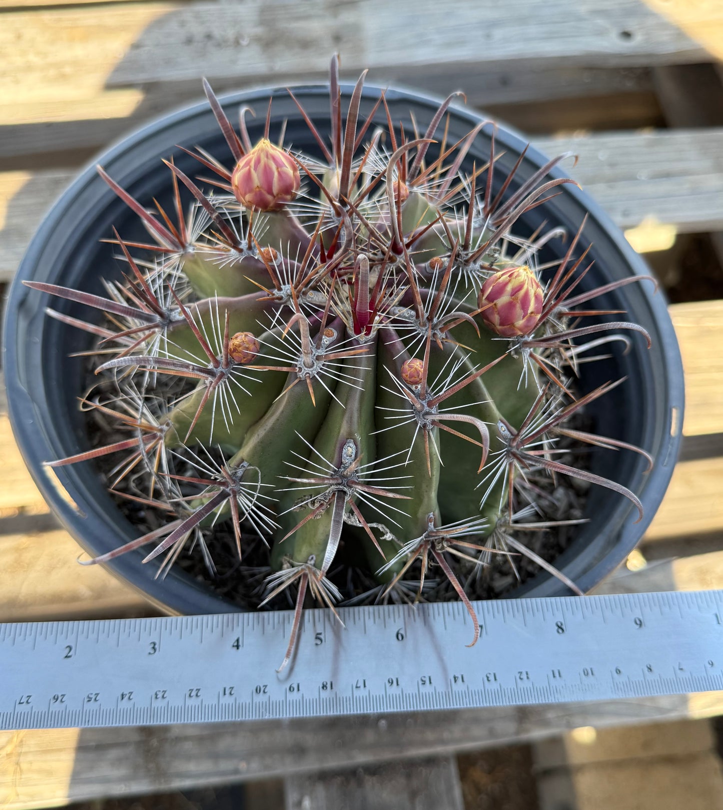 Ferocactus herrerae | Twisted Barrel Cactus S51