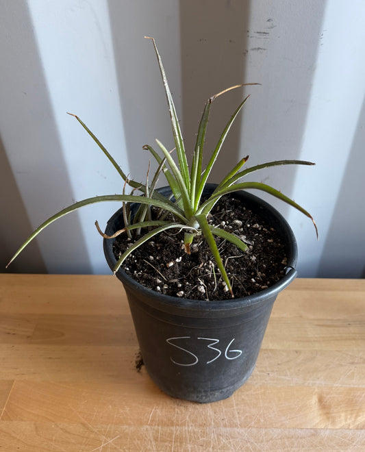 Dyckia Bromeliad S36