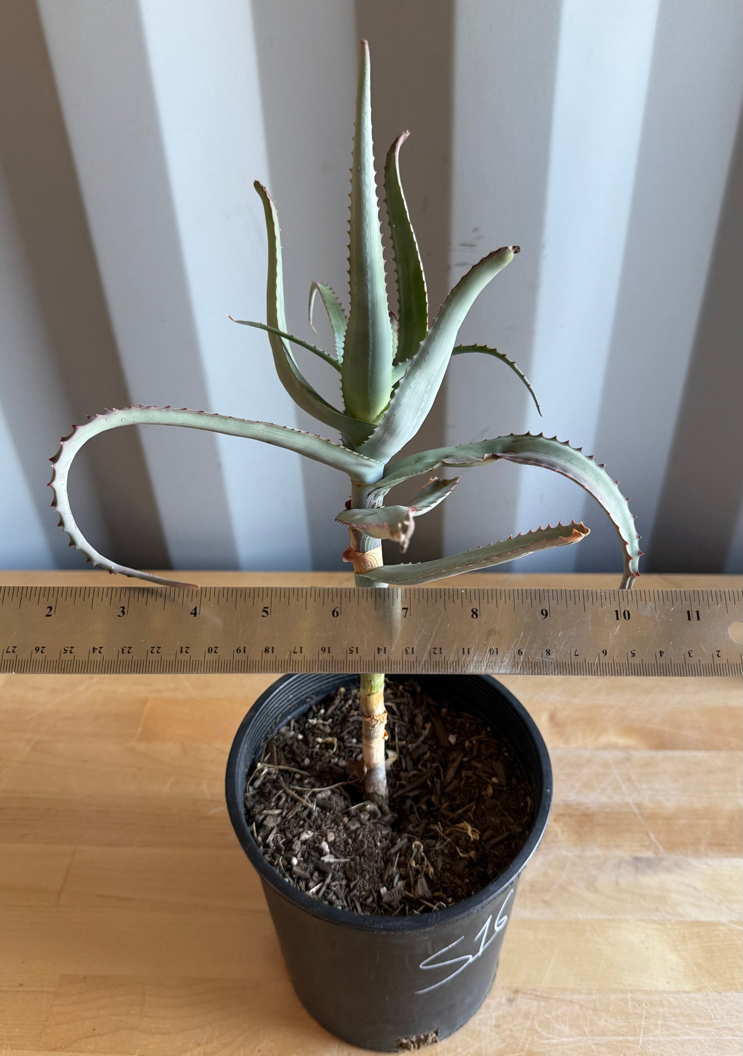 1gal Aloe acutissima S16