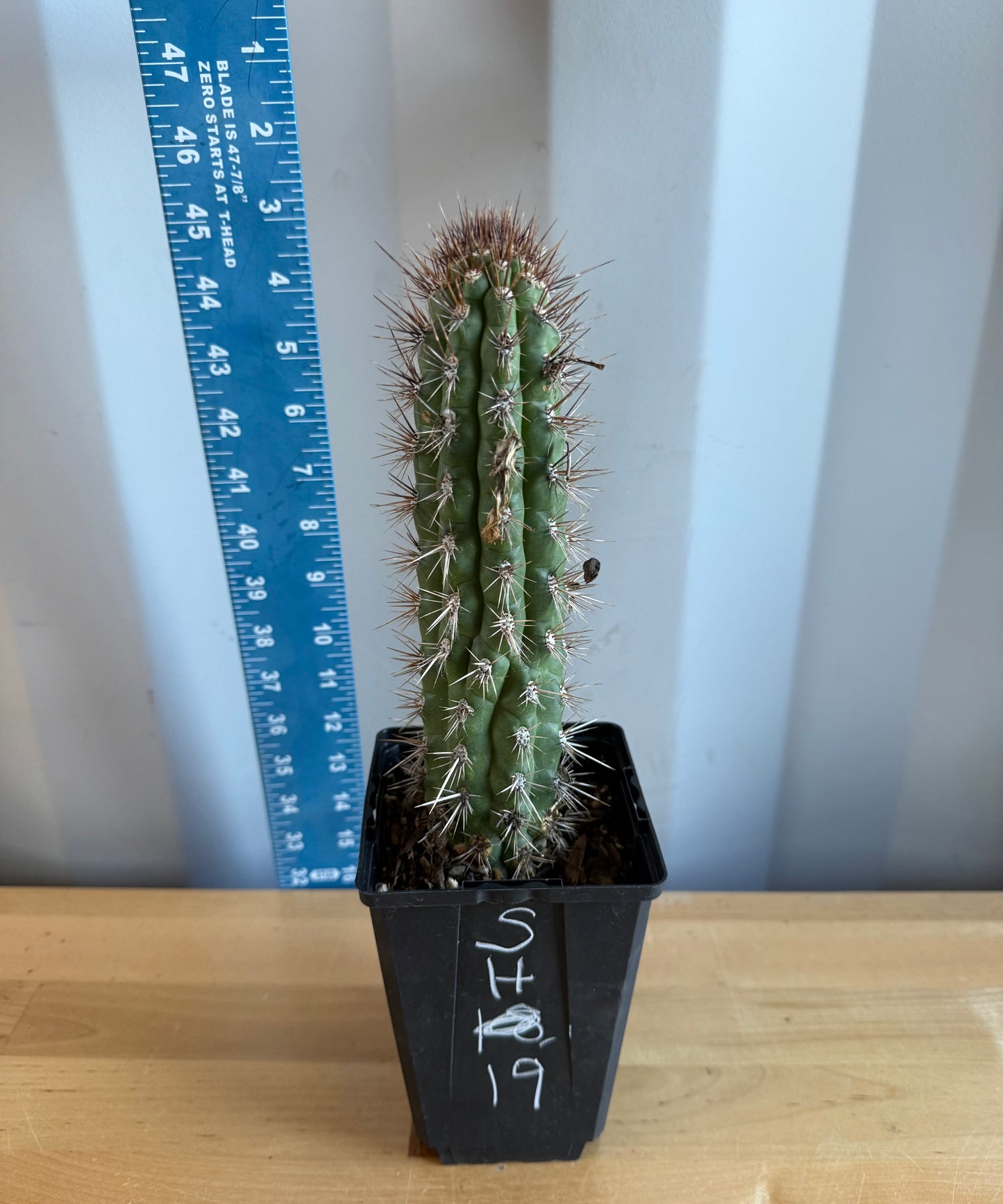 Cleistocactus fieldianus SH19