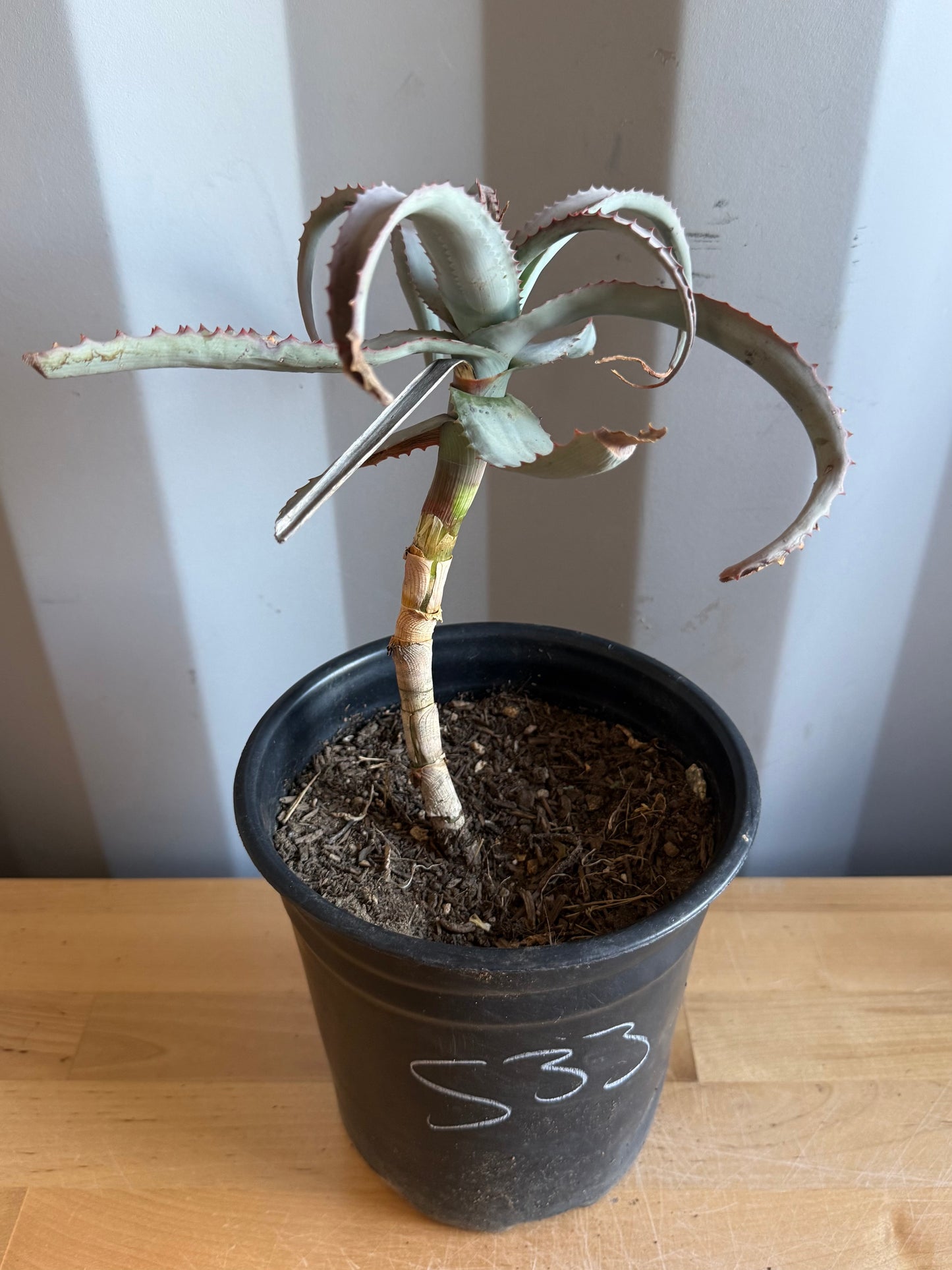 1gal Aloe acutissima S33