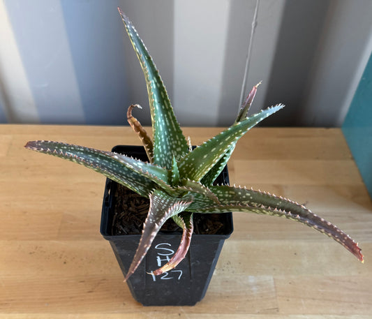 Aloe 'Cynthia Giddy' SH127
