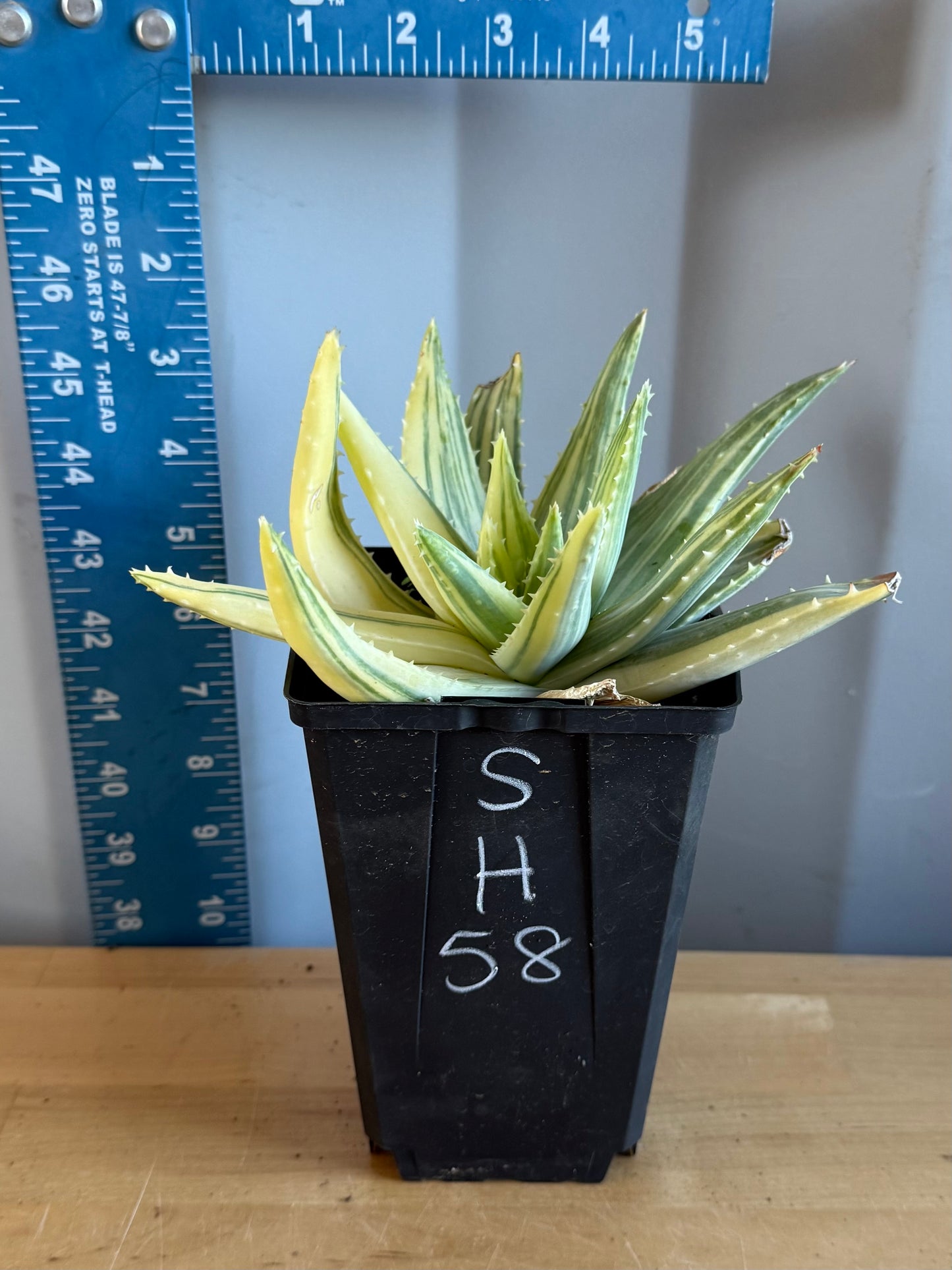 4-inch Vareigated Aloe brevifolia SH58