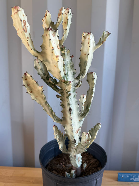 5gal ‘Dragon Bones’ | Euphorbia lactea variegata ‘White Ghost’ SH30