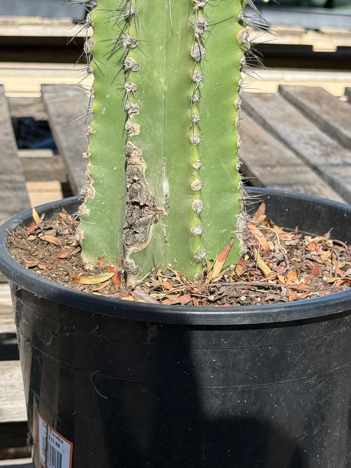 Neobuxbaumia euphorbioides S31 | Cephalocereus euphorbioides