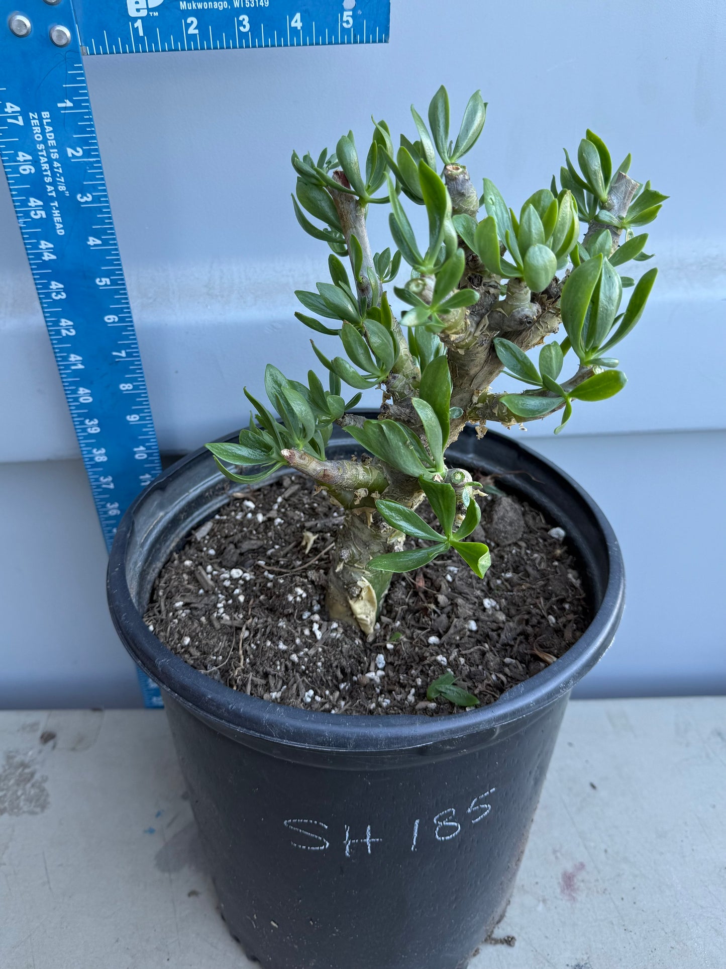 5gal Butter Tree SH185 | Tylecodon paniculatus