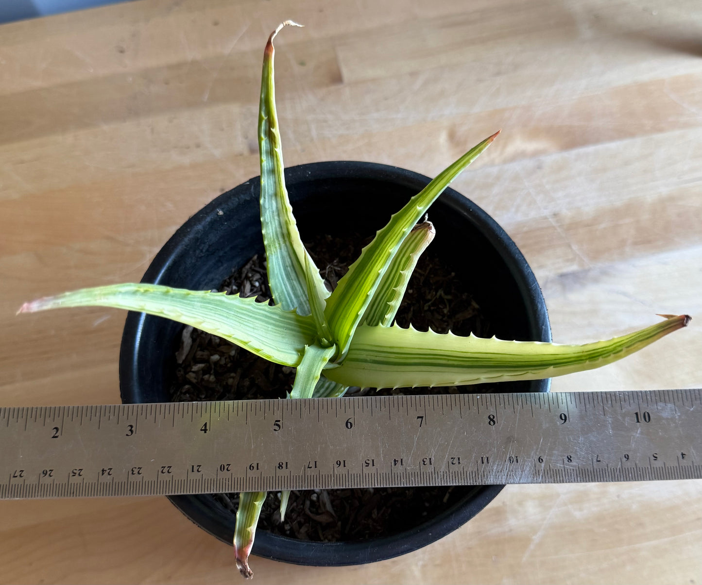 Aloe arborescens 'variegata' S17 | Variegated Aloe arborescens