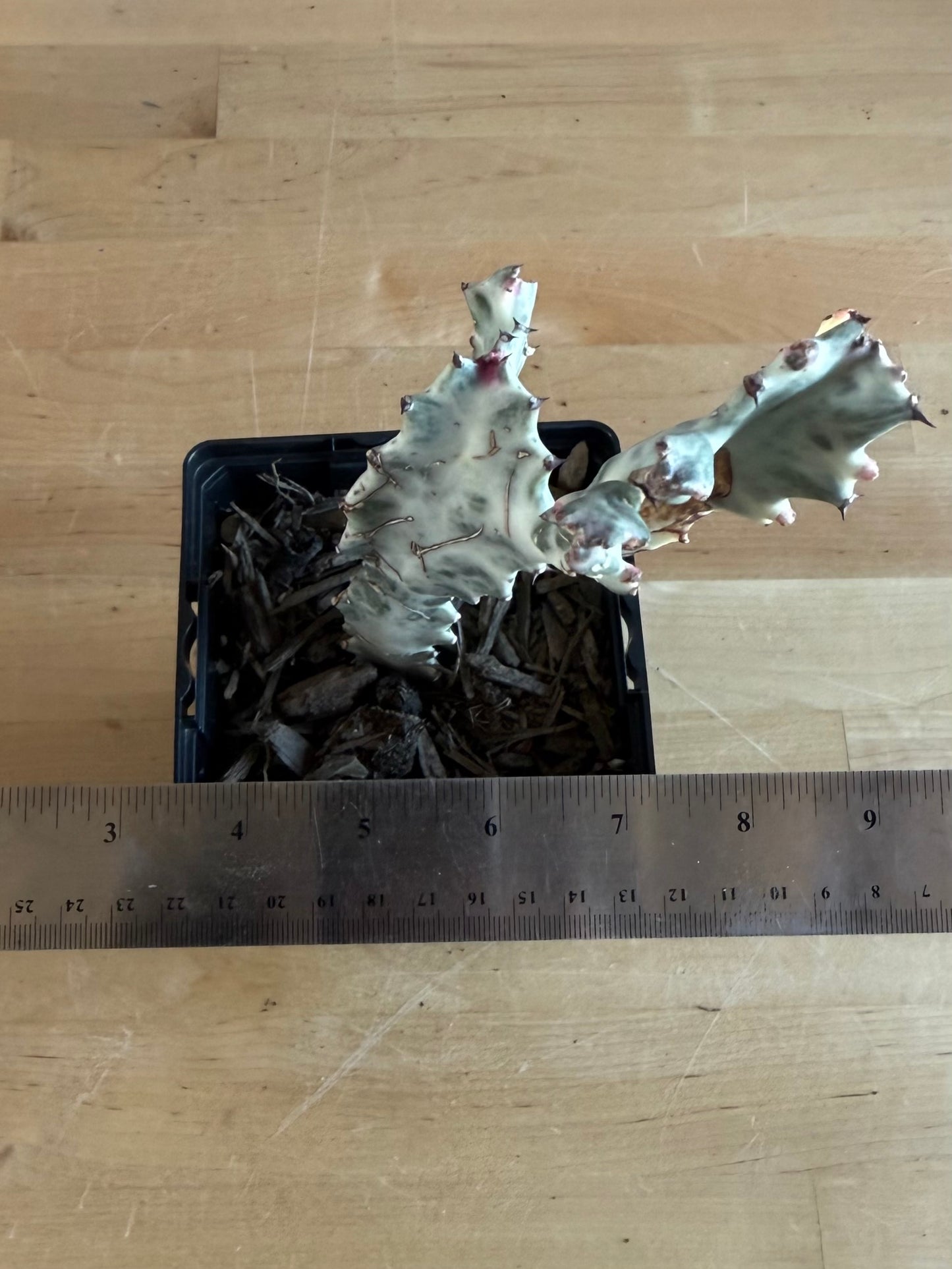 4-inch ‘Dragon Bones’ | Euphorbia lactea variegata ‘White Ghost’ SH47