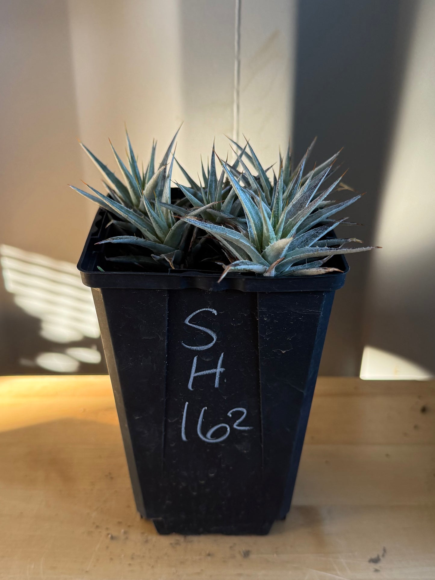 Abromeitiella brevifolia SH162 | Deuterocohnia brevifolia