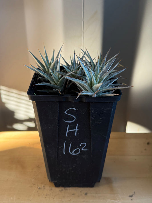 Abromeitiella brevifolia SH162 | Deuterocohnia brevifolia