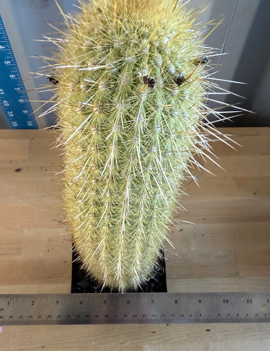 Weberbauerocereus winterianus SH146