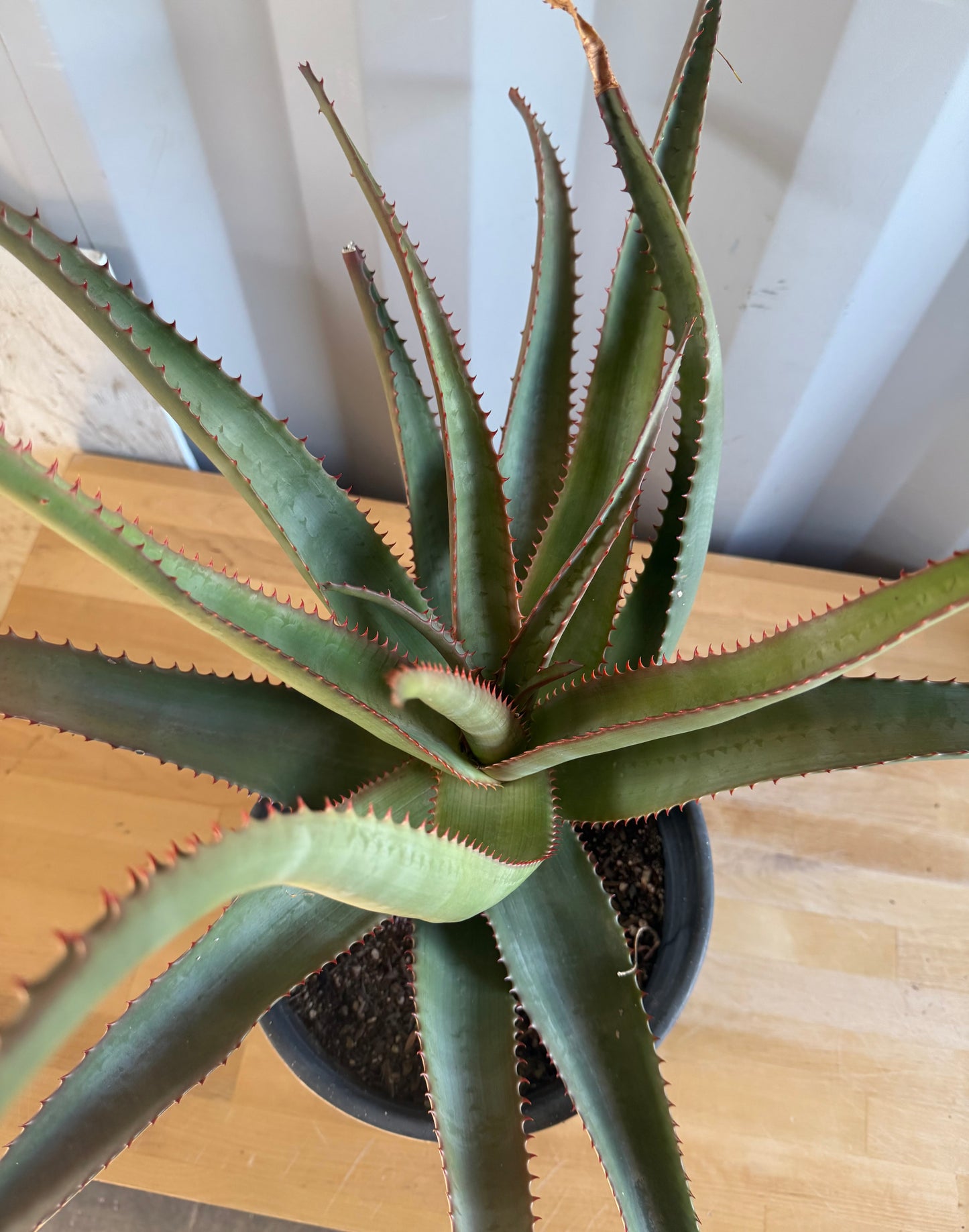 5gal Aloe rupestris SH40