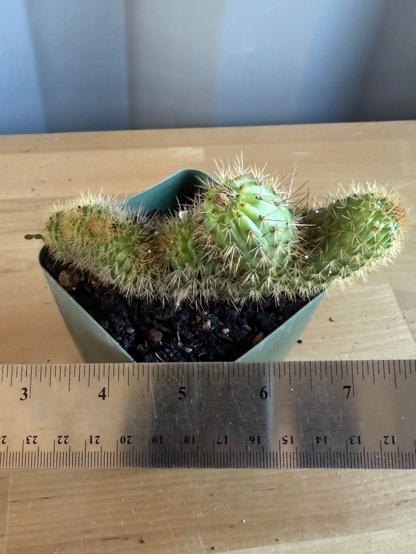 Crested Golden 'Rat Tail' Cactus | Cleistocactus winteri cristata SH85