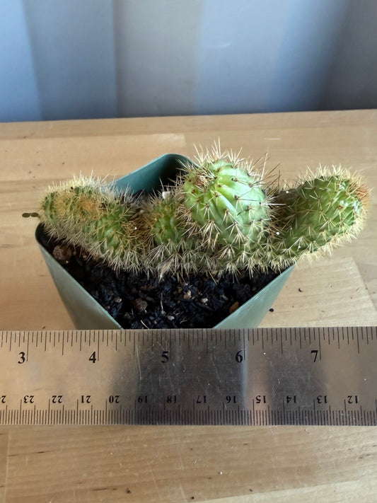 Crested Golden 'Rat Tail' Cactus | Cleistocactus winteri cristata SH85