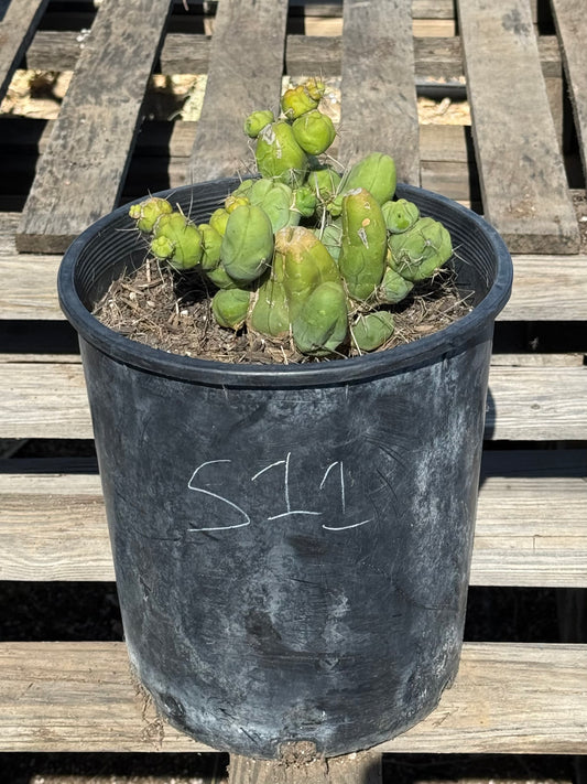 Monstrose Cactus S11