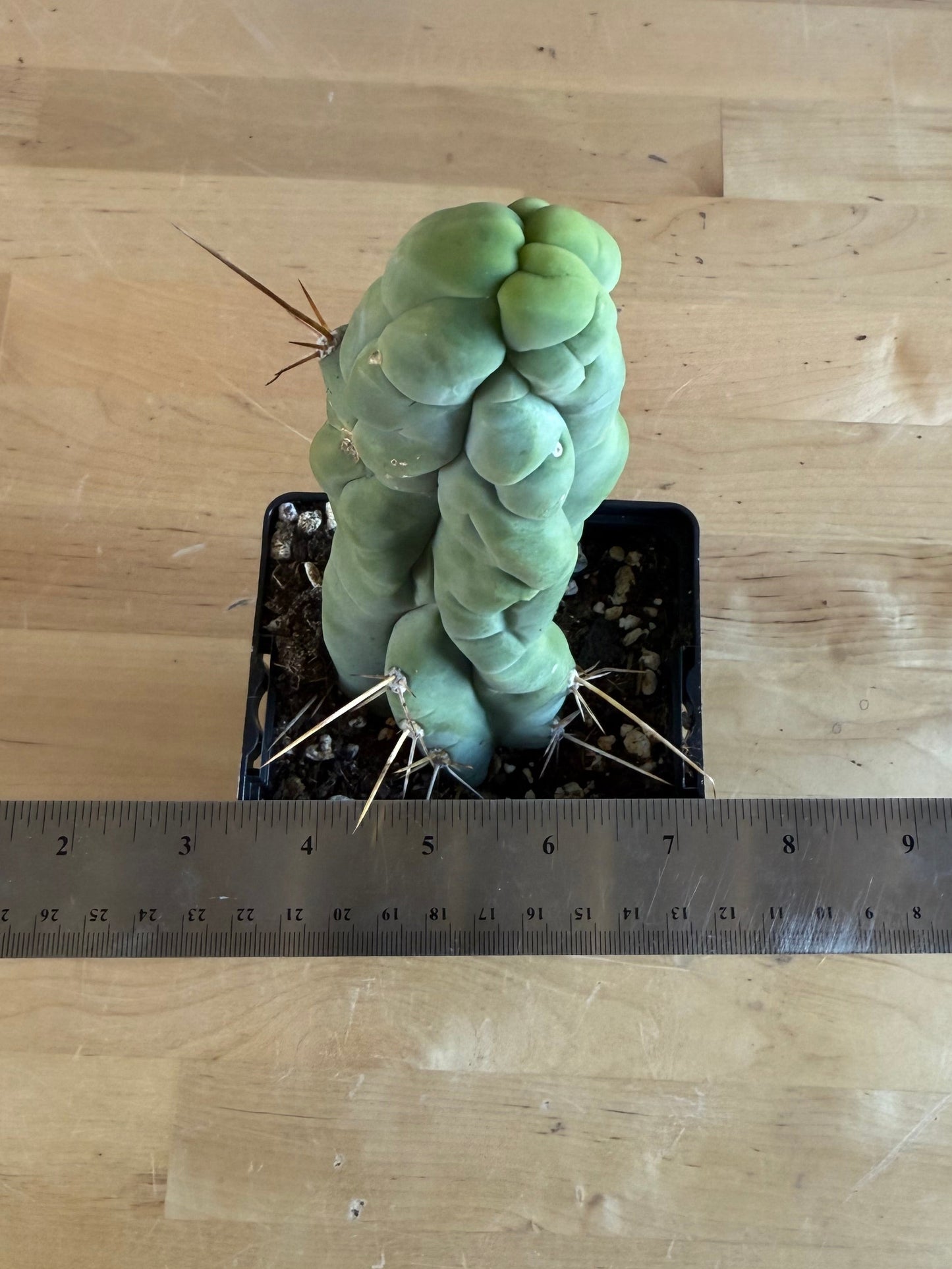 Bruce’s Dragon Cactus SH3