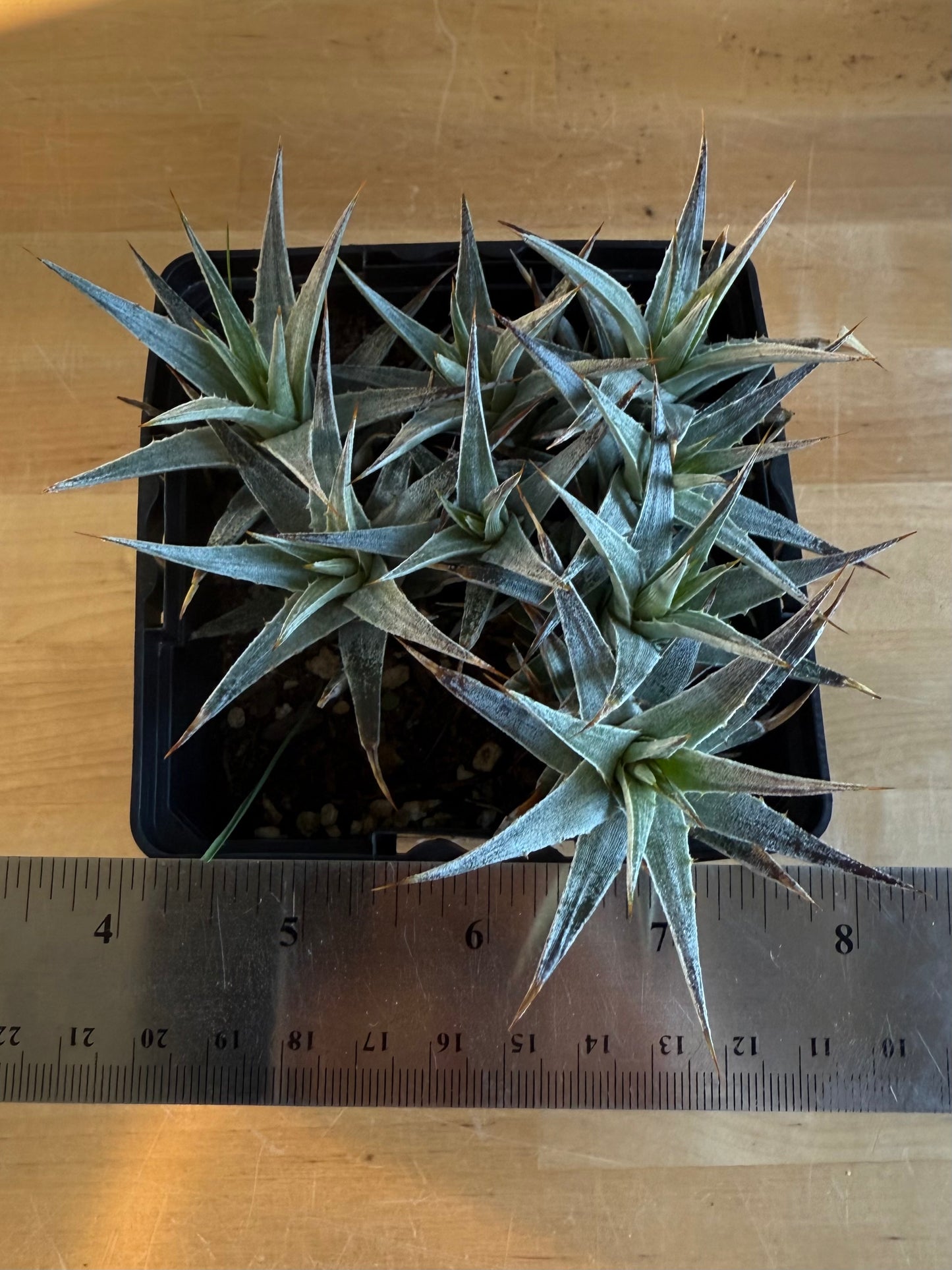 Abromeitiella brevifolia SH162 | Deuterocohnia brevifolia