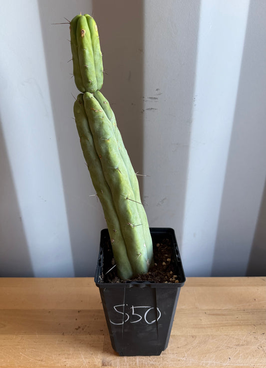 4-inch Landscape Monstrose Cactus S50