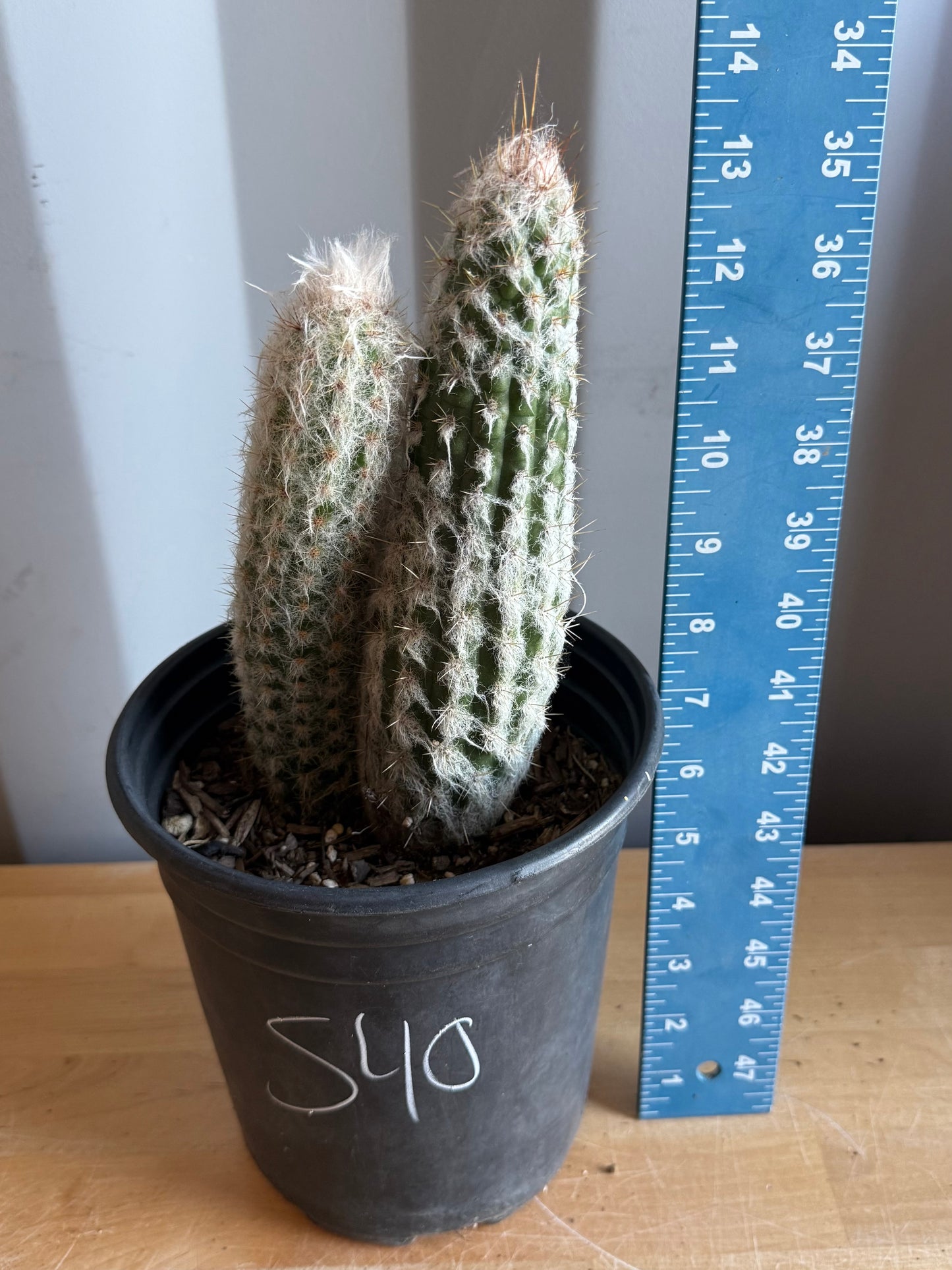 Old Man of the Andes | Oreocereus doelzianus S40