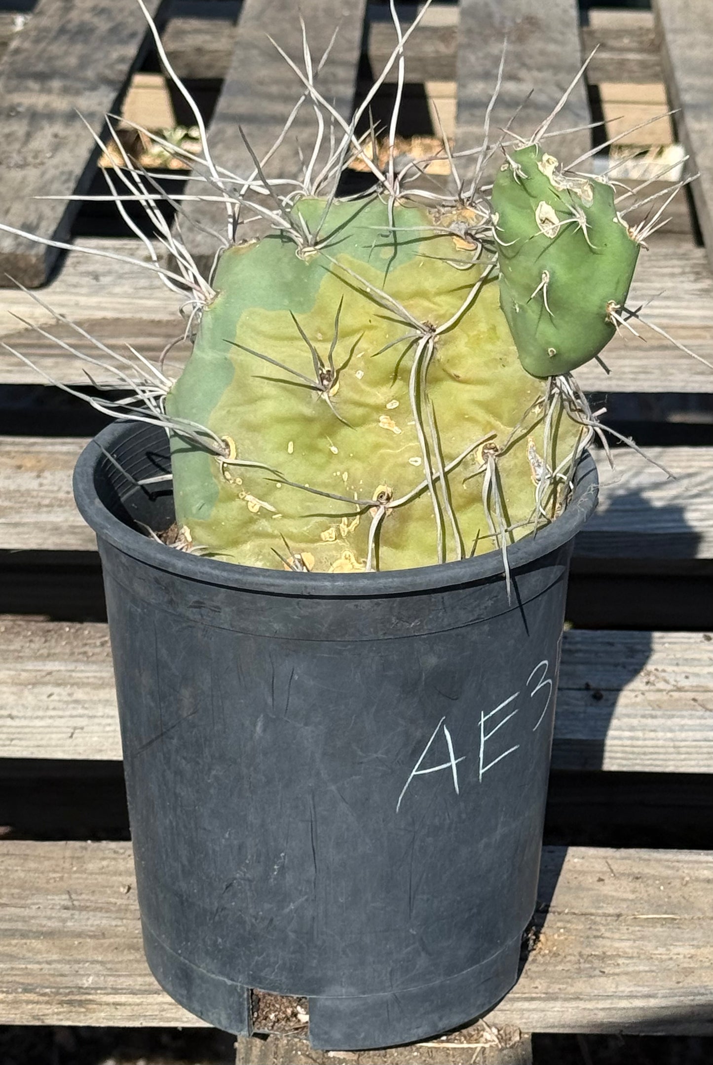 Opuntia sulphurea' AE35 | Sulphur Prickly Pear