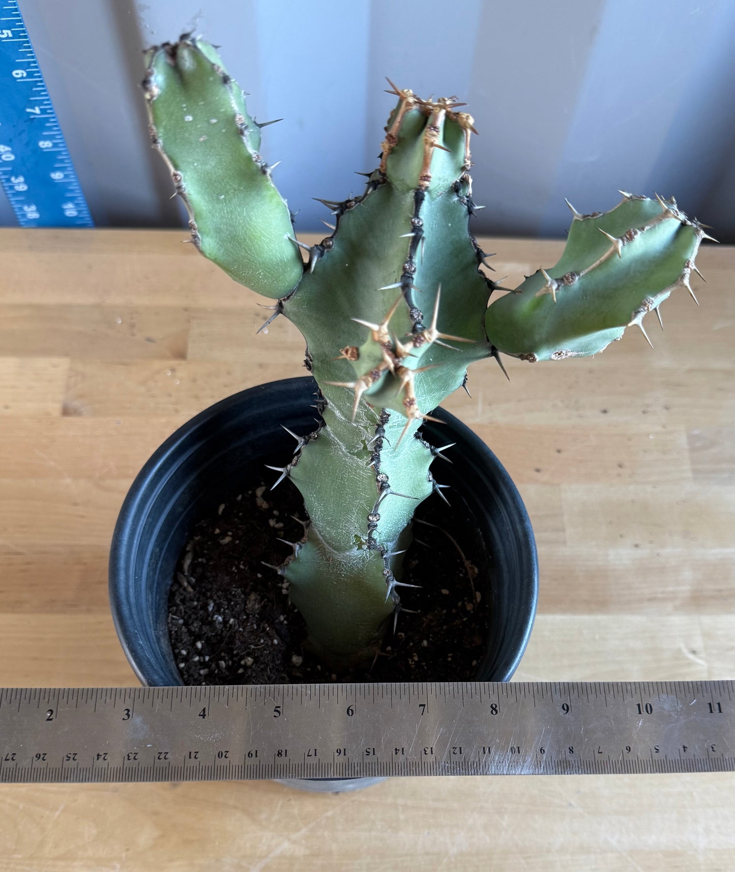 Euphorbia coerulescens SH30