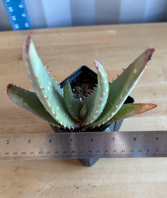 4-inch Aloe hybrid SH52 | Aloe marlothi x aloe striata