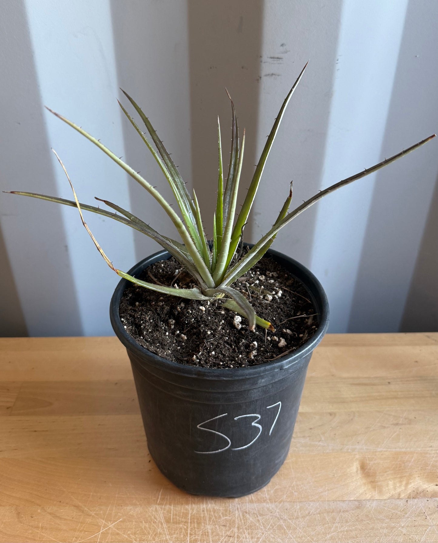 Dyckia Bromeliad S37