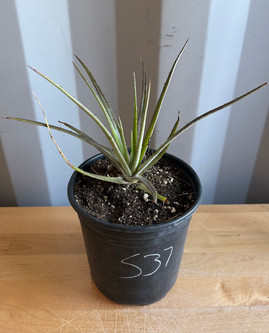 Dyckia Bromeliad S37