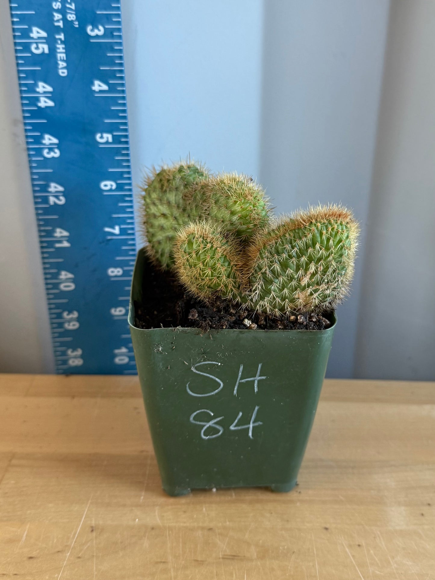 Crested Golden 'Rat Tail' Cactus | Cleistocactus winteri cristata SH84