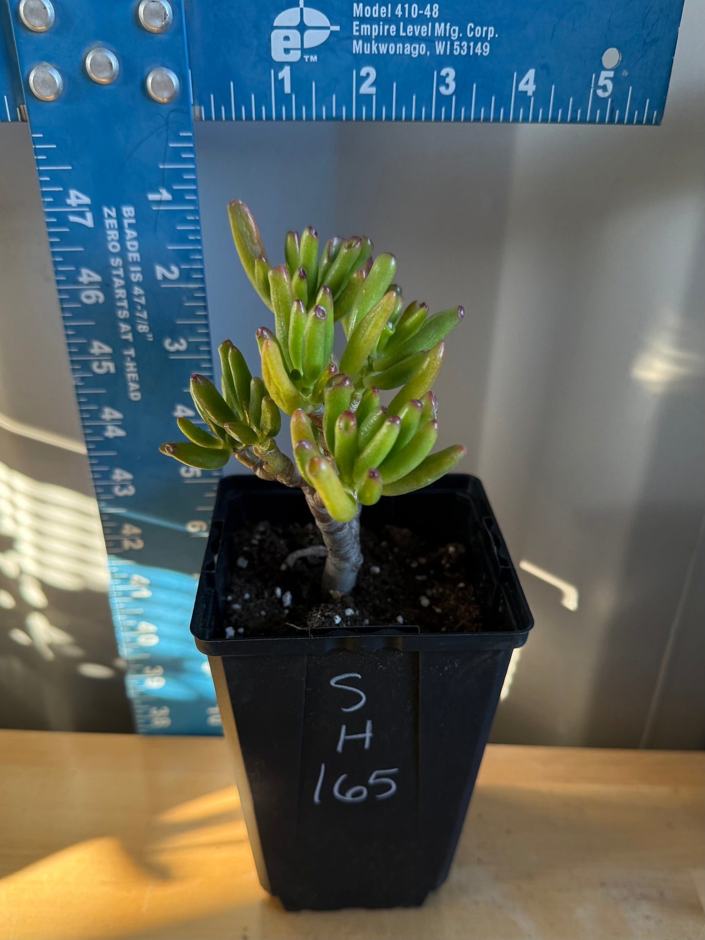 'ET Fingers' Jade SH165 | Crassula ovata 'Gollum'