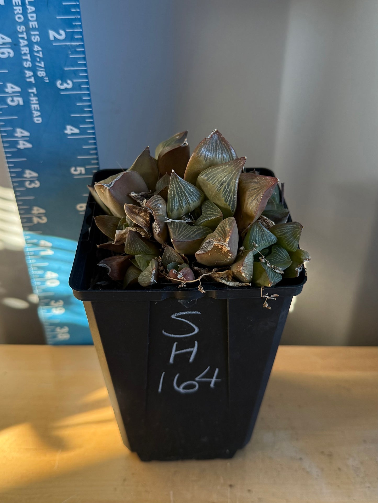 Haworthia retusa var. multilineata 4in
