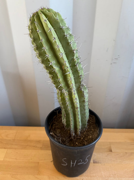 Stenocereus griseus SH25 | Mexican Organ Pipe Cactus